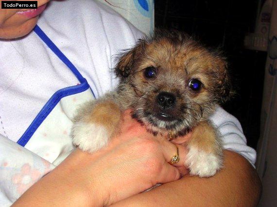 Foto del perro Tommy