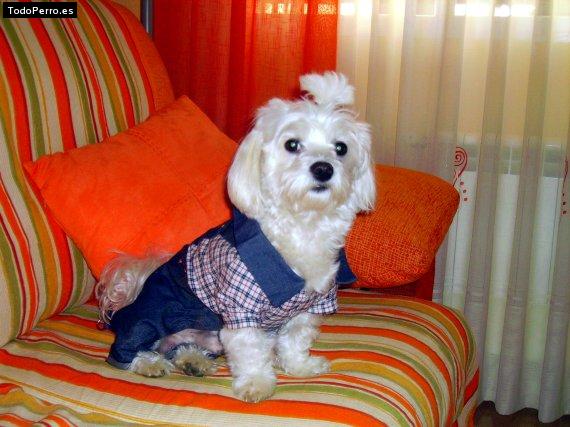 Foto del perro Blacky