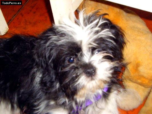 Foto del perro Cloe
