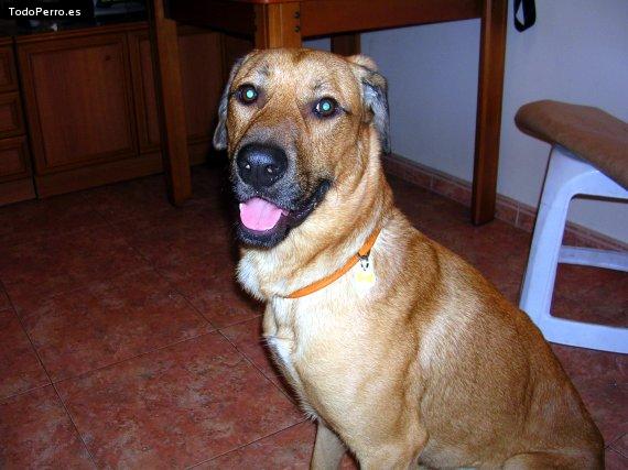 Foto del perro Buddy