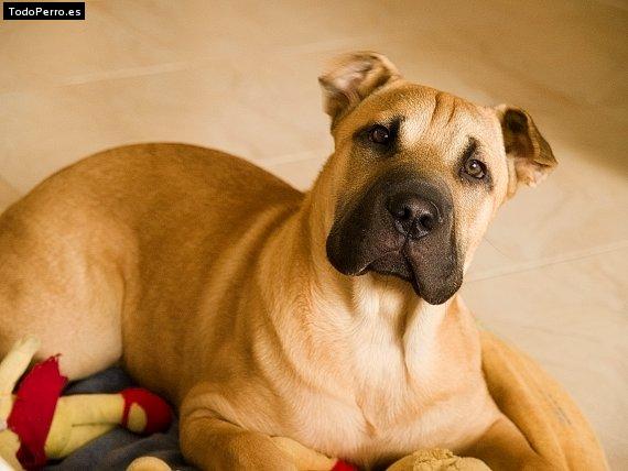 Foto del perro Thor