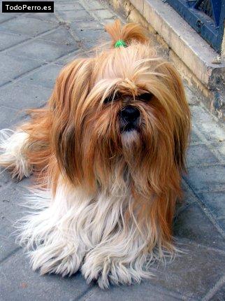 Foto del perro Sisu