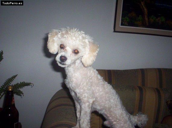 Foto del perro Benito