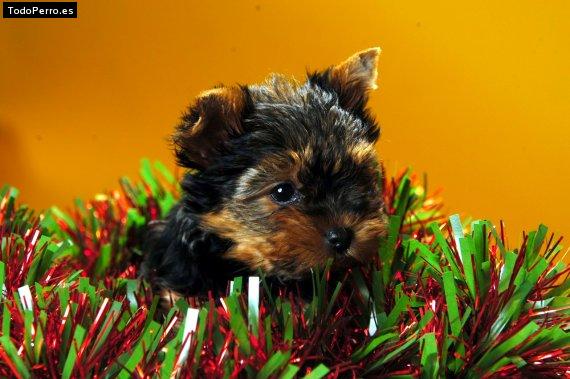 Foto del perro Susy