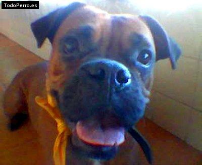 Foto del perro Roma
