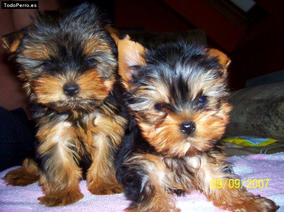 Foto del perro Coco y maya