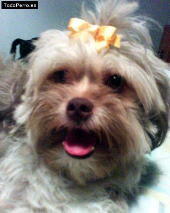 Foto del perro Beba virginia