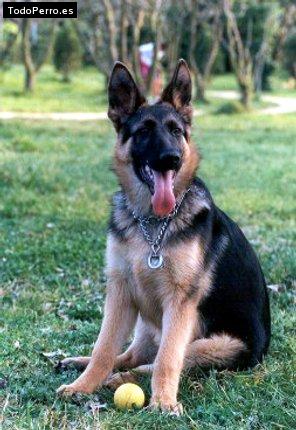 Foto del perro Balto
