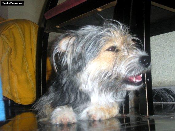 Foto del perro Nika