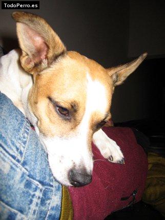 Foto del perro Tito
