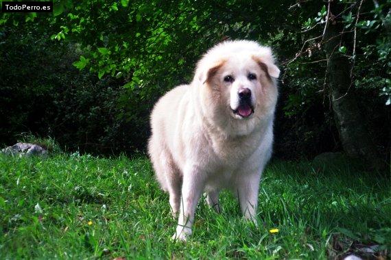 Foto del perro Tula