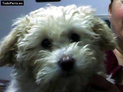 Foto del perro Barbie