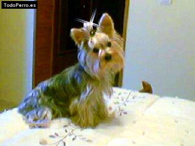 Foto del perro Nika