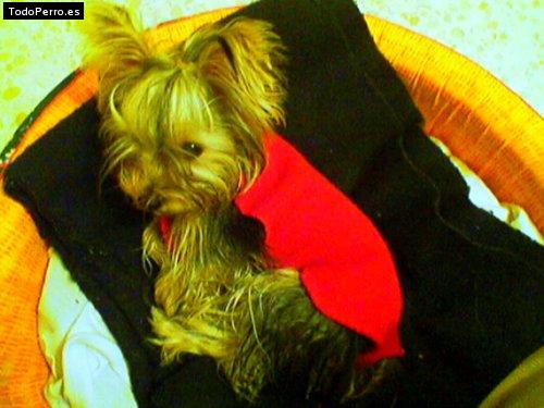 Foto del perro Nika