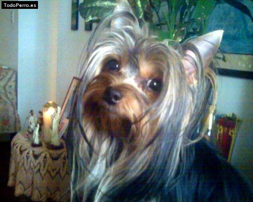 Foto del perro Toy