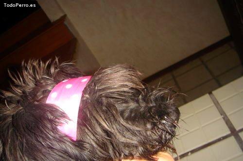 Foto del perro Boriss