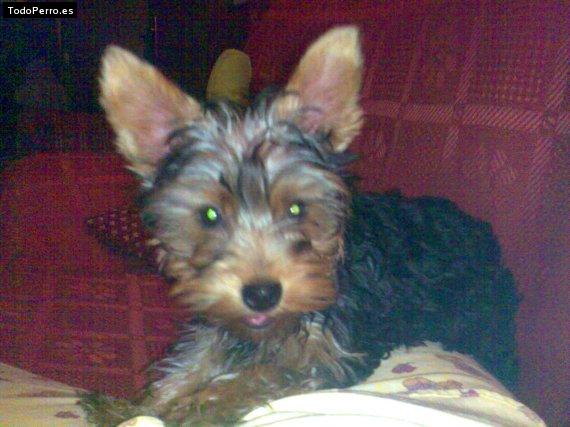Foto del perro Triana