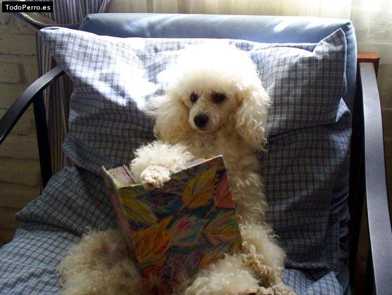 La foto del perro Cotty Foto del perro Cotty