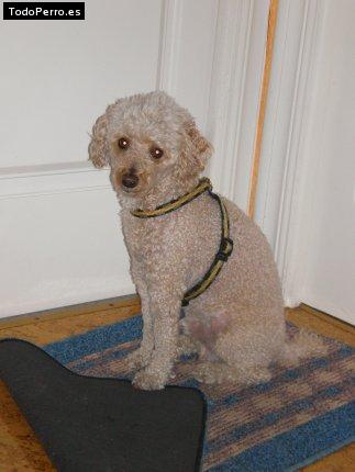 La foto del perro Copito Foto del perro Copito