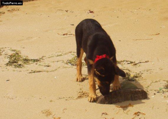 Foto del perro Taia