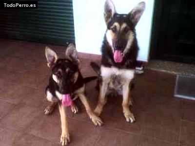 Foto del perro Rex