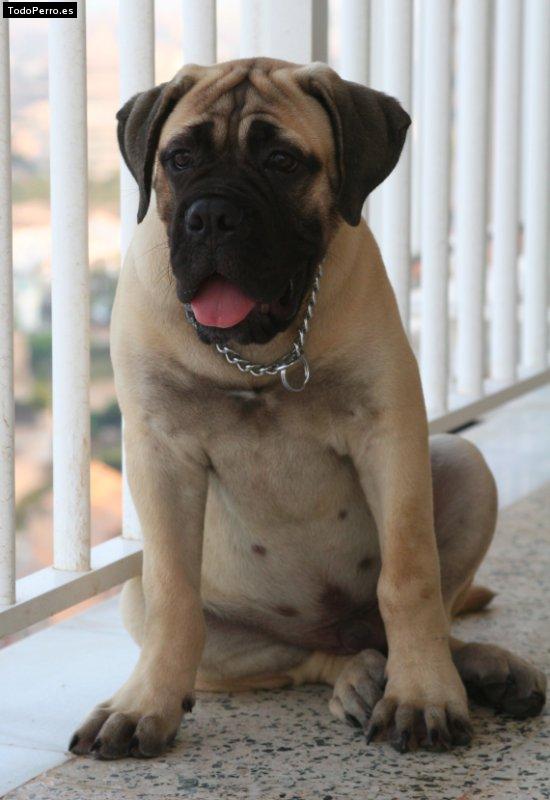 La foto del perro Bruto Foto del perro Bruto