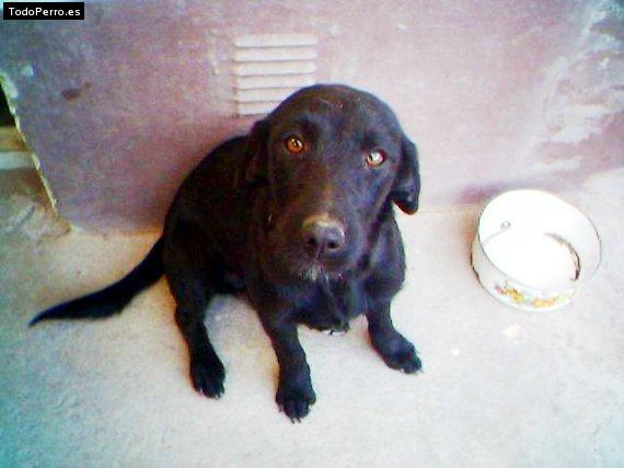 Foto del perro Nego