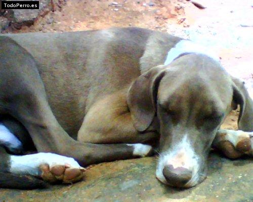 Foto del perro Balto