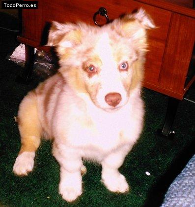 Foto del perro Bubba
