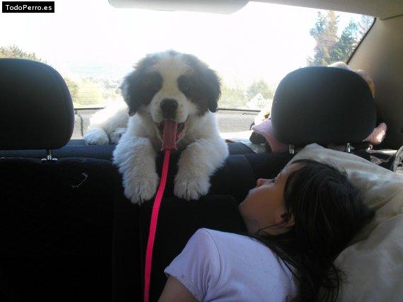 Foto del perro Barry
