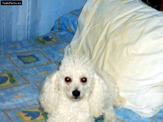 Foto del perro Mickey