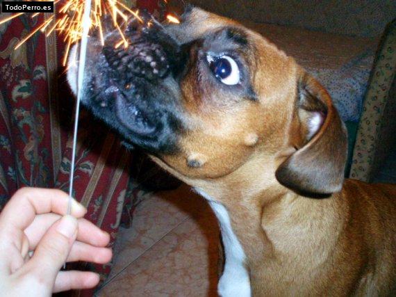 Foto del perro Musa