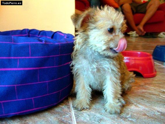 Foto del perro Niobe