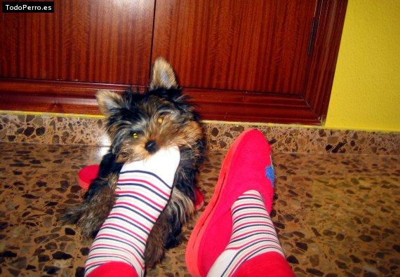 Foto del perro Cora