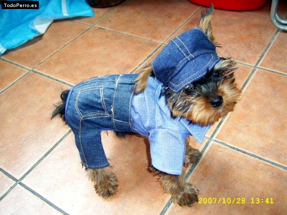 Foto del perro Joaquin andres