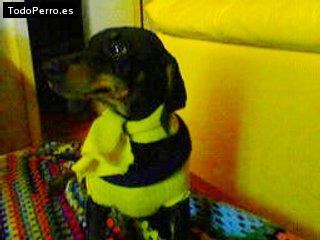 Foto del perro Naomi