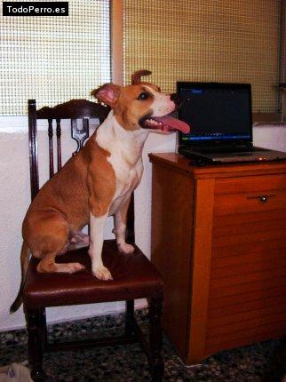 Foto del perro Coco