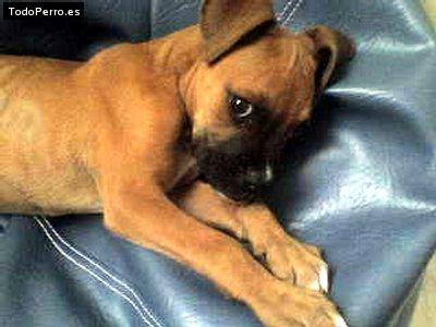 Foto del perro Miky