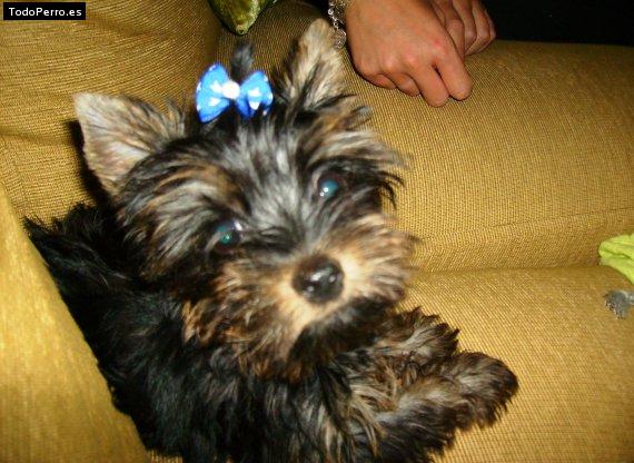 Foto del perro Toy