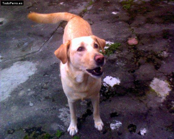 Foto del perro Gipsy