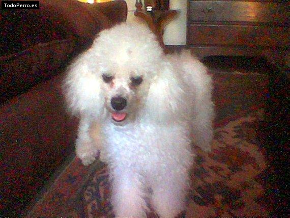 La foto del perro Cotty Foto del perro Cotty