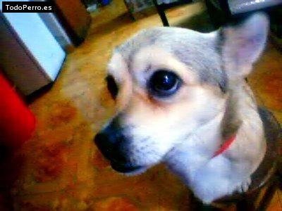 Foto del perro Chato