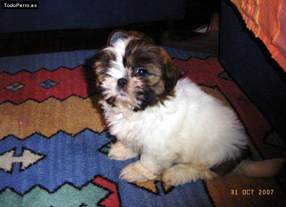 Foto del perro Becky