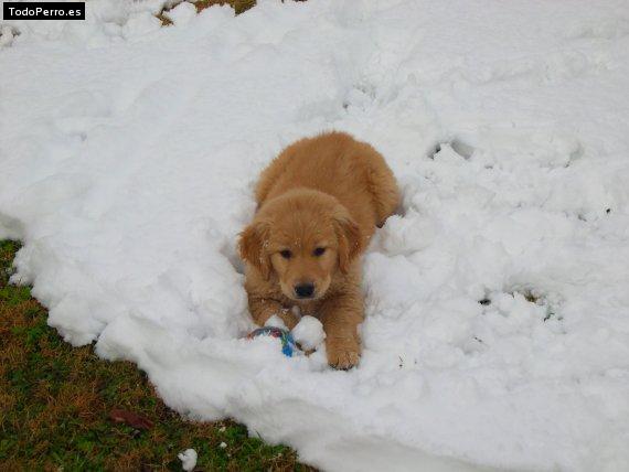 Foto del perro Nemo