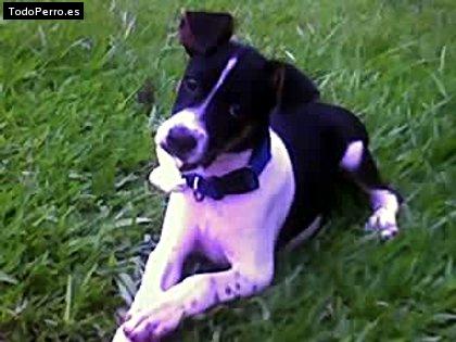 Foto del perro Nino