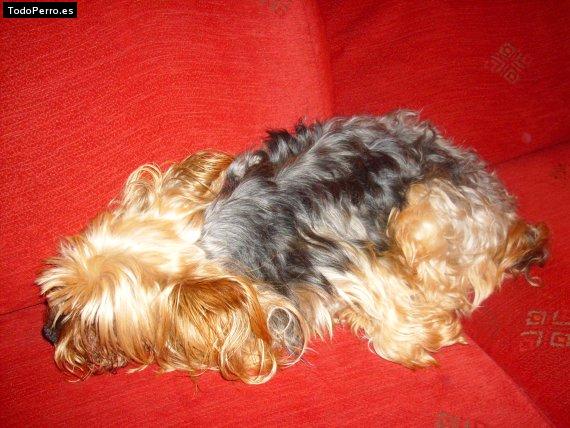 Foto del perro Txiki