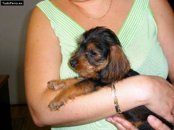 Foto del perro Happy