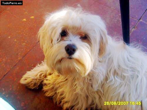 Foto del perro Matilda