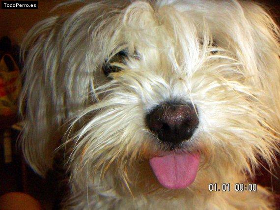 Foto del perro Cheli