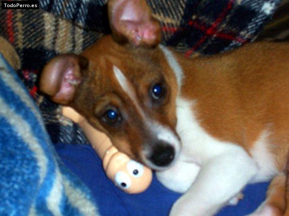 Foto del perro Cuco
